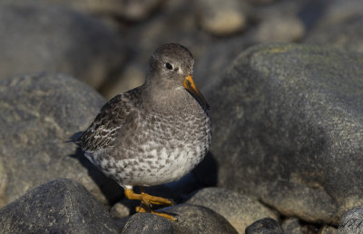 Skrsnppa - Purple Sandpiper (Calidris maritima)