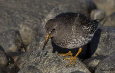 Skrsnppa - Purple Sandpiper (Calidris maritima)