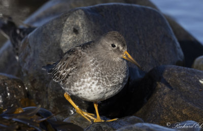 Skrsnppa - Purple Sandpiper (Calidris maritima)