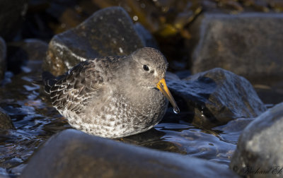 Skrsnppa - Purple Sandpiper (Calidris maritima)