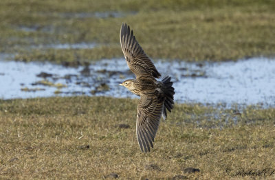 Snglrka - Eurasian skylark (Alauda arvensis)