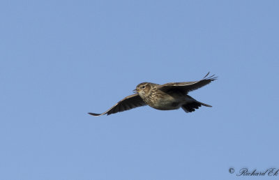 Snglrka - Eurasian skylark (Alauda arvensis)