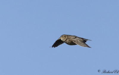 Snglrka - Eurasian skylark (Alauda arvensis)