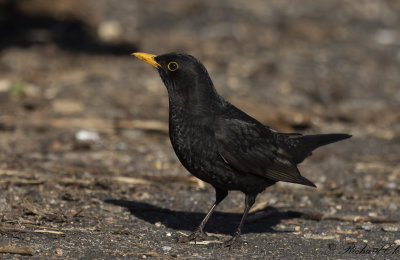 Koltrast - Common Blackbird (Turdus merula)