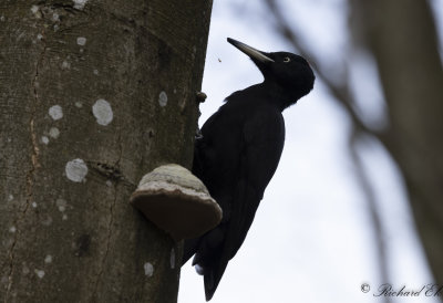 Spillkrka - Black woodpecker (Dryocopus martius)