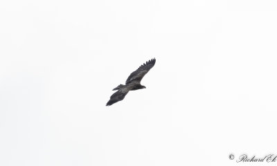 Havsrn - White-tailed Eagle (Haliaeetus albicilla)