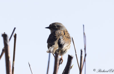 Jrnsparv - Dunnock (Prunella modularis)