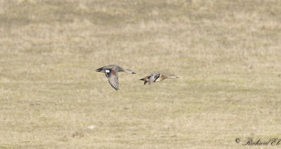 Snatterand - Gadwall (Anas strepera)