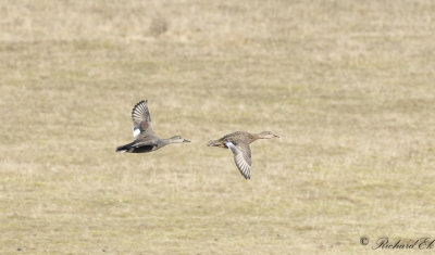 Snatterand - Gadwall (Anas strepera)