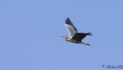 Grhger - Grey Heron (Ardea cinerea)