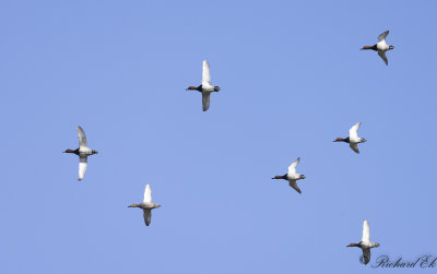 Brunand - Common Pochard (Aythya ferina)