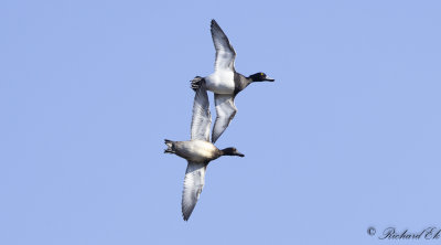 Vigg - Tufted Duck (Aythya fuligula)