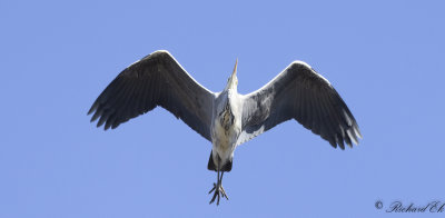 Grhger - Grey Heron (Ardea cinerea)