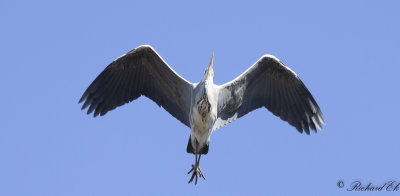 Gråhäger - Grey Heron (Ardea cinerea)