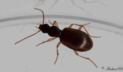 Spenslig skugglpare (Oxypselaphus obscurus)