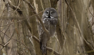 Lappuggla - Great Grey Owl (Strix nebulosa)