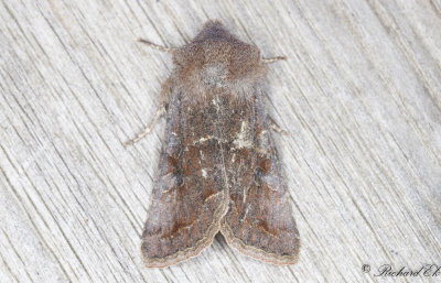 Strre slgfly - Clouded Drab (Orthosia incerta)