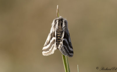 Hedvintermtare - Belted Beauty (Lycia zonaria)