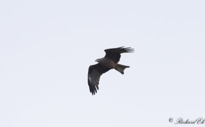 Brun glada - Black Kite (Milvus migrans)