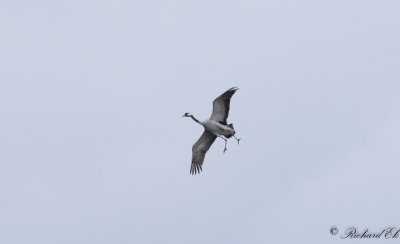 Trana - Common Crane (Grus grus)