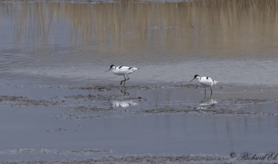 Skrflcka - Pied Avocet (Recurvirostra avosetta)