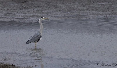 Grhger - Grey Heron (Ardea cinerea)