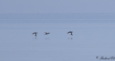 Svrta - Velvet Scoter (Melanitta fusca)