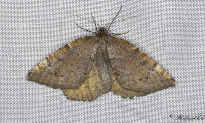 Vrmtare - Aspen Moth (Epirranthis diversata)