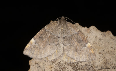 Vrmtare - Aspen Moth (Epirranthis diversata)