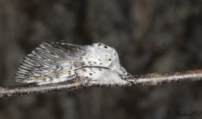 Strre gaffelsvans - Puss Moth (Cerura vinula)