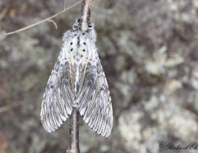 Strre gaffelsvans - Puss Moth (Cerura vinula)