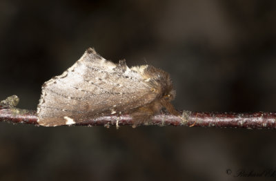Bjrkflikvinge - Scarce Prominent (Odontosia carmelita)