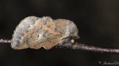 Rdbrun bladspinnare (Phyllodesma ilicifolium)