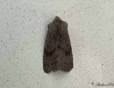 Aspslgfly - Lead-coloured Drab (Orthosia populeti)