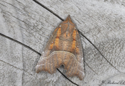 Flikfly - The Herald (Scoliopteryx libatrix)