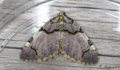 Rosenfltmtare - The Streamer (Anticlea derivata)