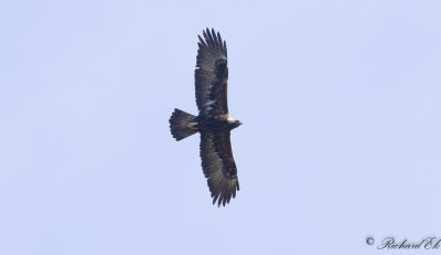 Kungsrn - Golden Eagle (Aquila chrysaetos)
