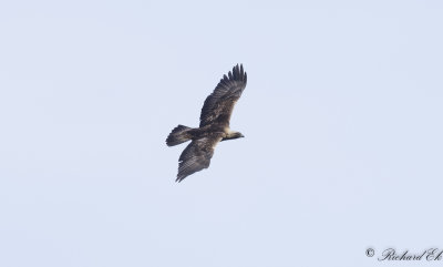 Kungsörn - Golden Eagle (Aquila chrysaetos)