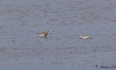 Rdspov - Black-tailed Godwit (Limosa limosa)