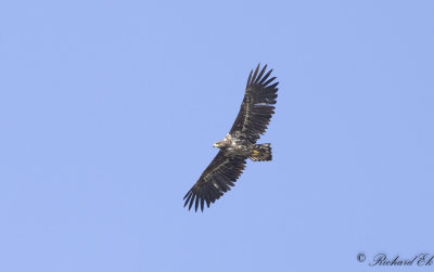 Havsrn - White-tailed Eagle (Haliaeetus albicilla)