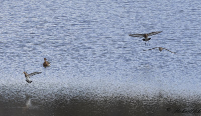 Rdspov - Black-tailed Godwit (Limosa limosa)