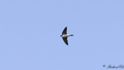 Hussvala - Common House Martin (Delichon urbicum)