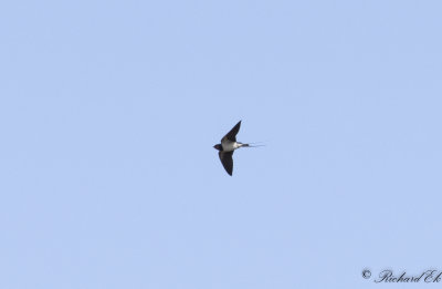 Ladusvala - Barn Swallow (Hirundo rustica)