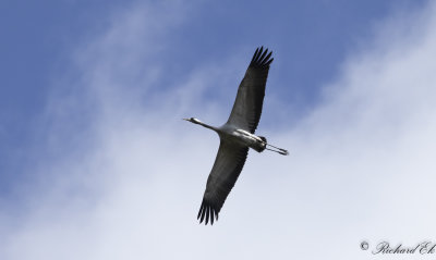 Trana - Common Crane (Grus grus)