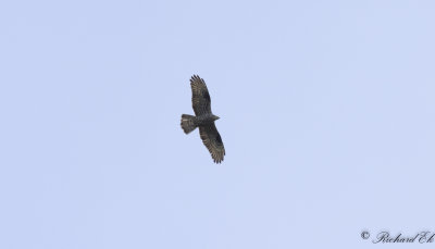 Bivrk - European Honey Buzzard (Pernis apivorus)