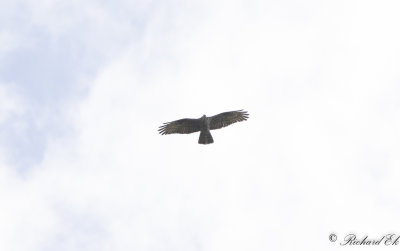 Bivrk - European Honey Buzzard (Pernis apivorus)