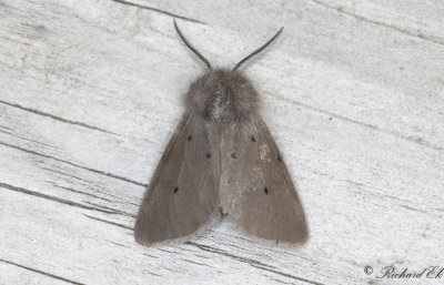 Gr tigerspinnare - Muslin Moth (Diaphora mendica)