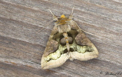 Mittfltsdelat metallfly - Tutts Burnished Brass (Diachrysia stenochrysis)