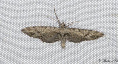Rnnmalmtare - Mottled Pug (Eupithecia exiguata)