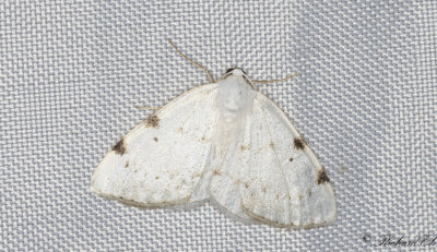 Flckatlasmtare - White-pinion Spotted (Lomographa bimaculata)